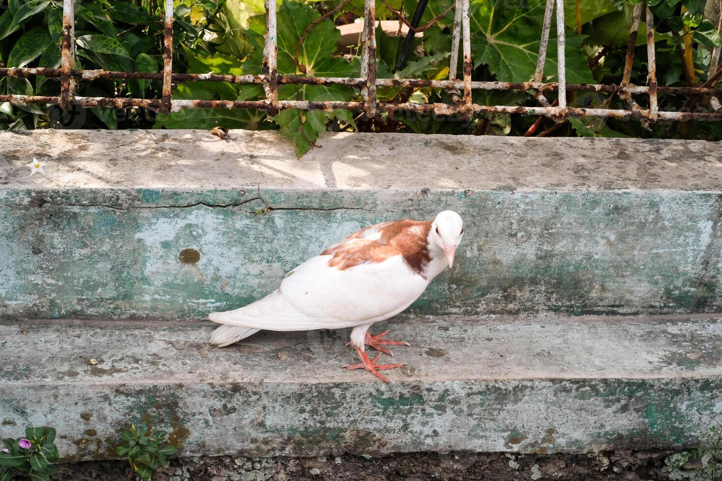 Close-up of a dove perched on the edge of a gutter. The dove is white with a hint of brown on its back. The pet dove roams freely near its cage. Graphic Resources. Negative space photo