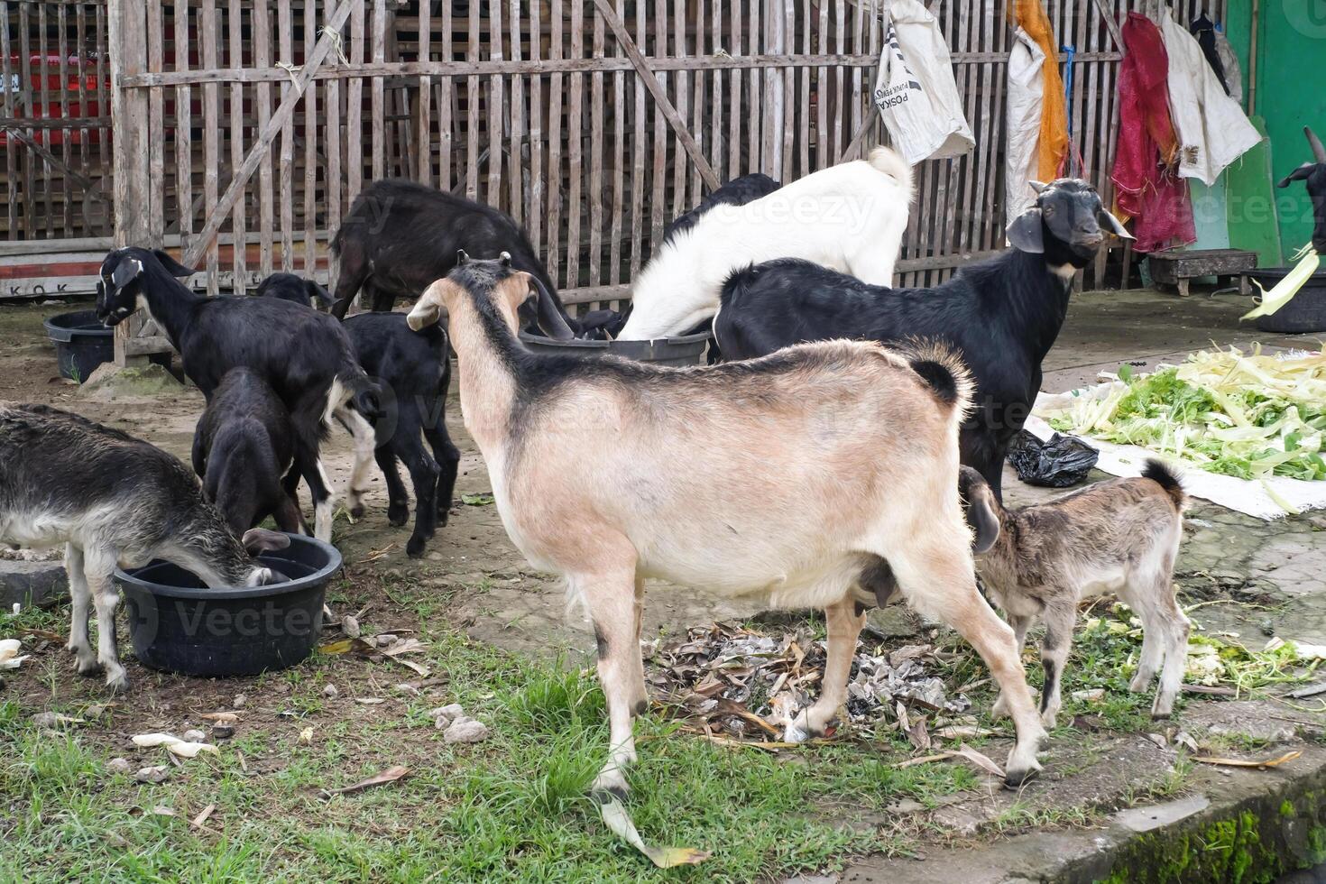 A group of goats are eating vegetables. Goats with dominant black and white colors are gathering in the yard while eating piles of vegetables on a farm. Animal farming industry. Text space photo