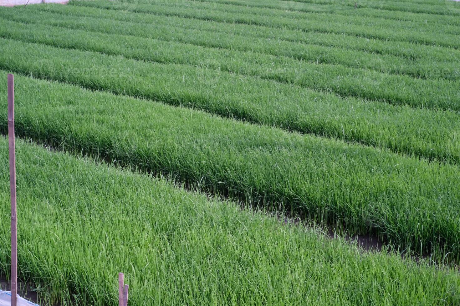 Rice field landscape with densely planted green rice seedlings. The process of growing rice seedlings by planting them closely together in a muddy rice field. Agriculture Industry themes. ads space. photo
