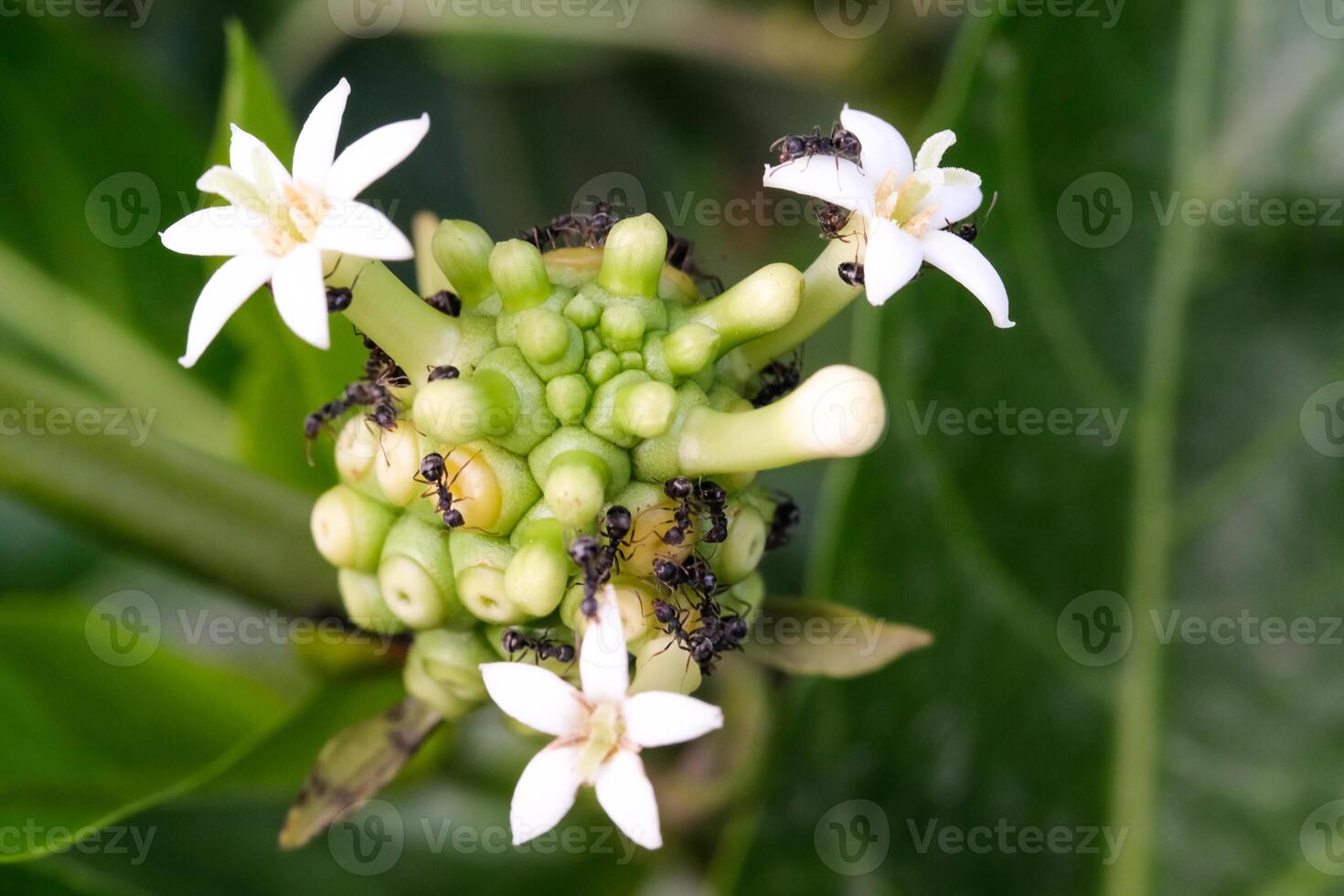Close-up shot of Noni fruit infested by black ants. The fruit of the Morinda citrifolia plant is green which is often used as herbal medicine. Health and medicine plants. Animal behavior photo