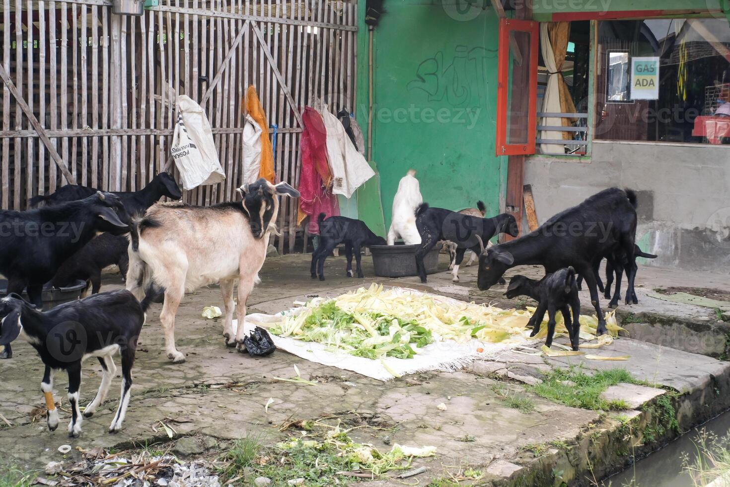 A group of goats are eating vegetables. Goats with dominant black and white colors are gathering in the yard while eating piles of vegetables on a farm. Animal farming industry. Copy space photo