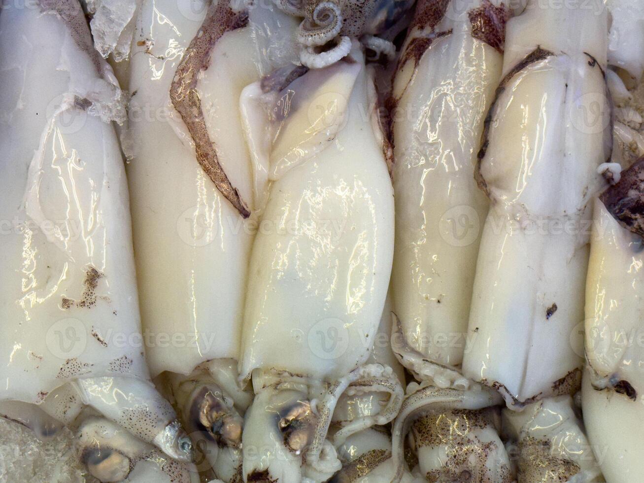 Fresh squid display on ice at seafood market photo