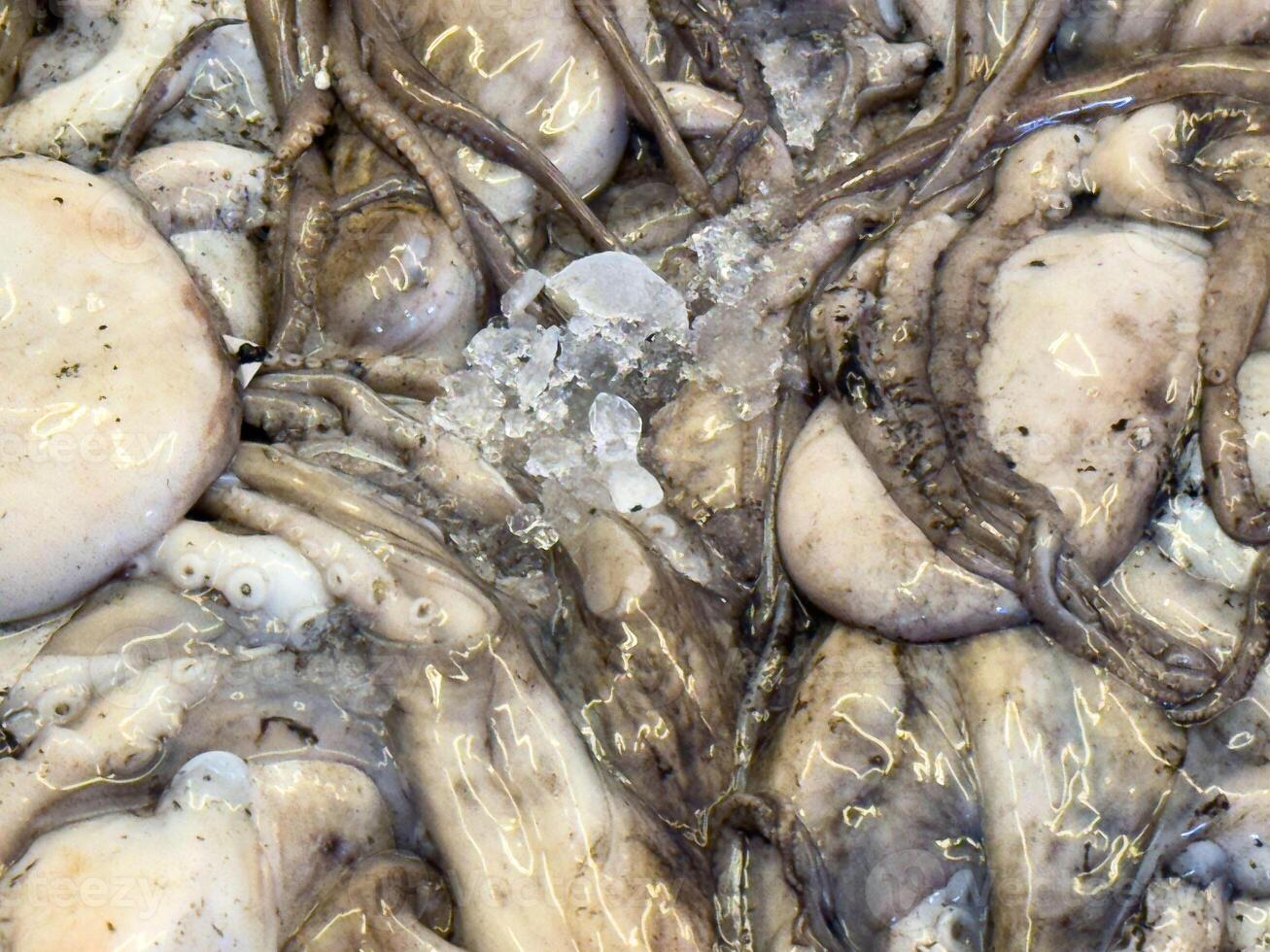 Fresh octopus display on ice at seafood market photo