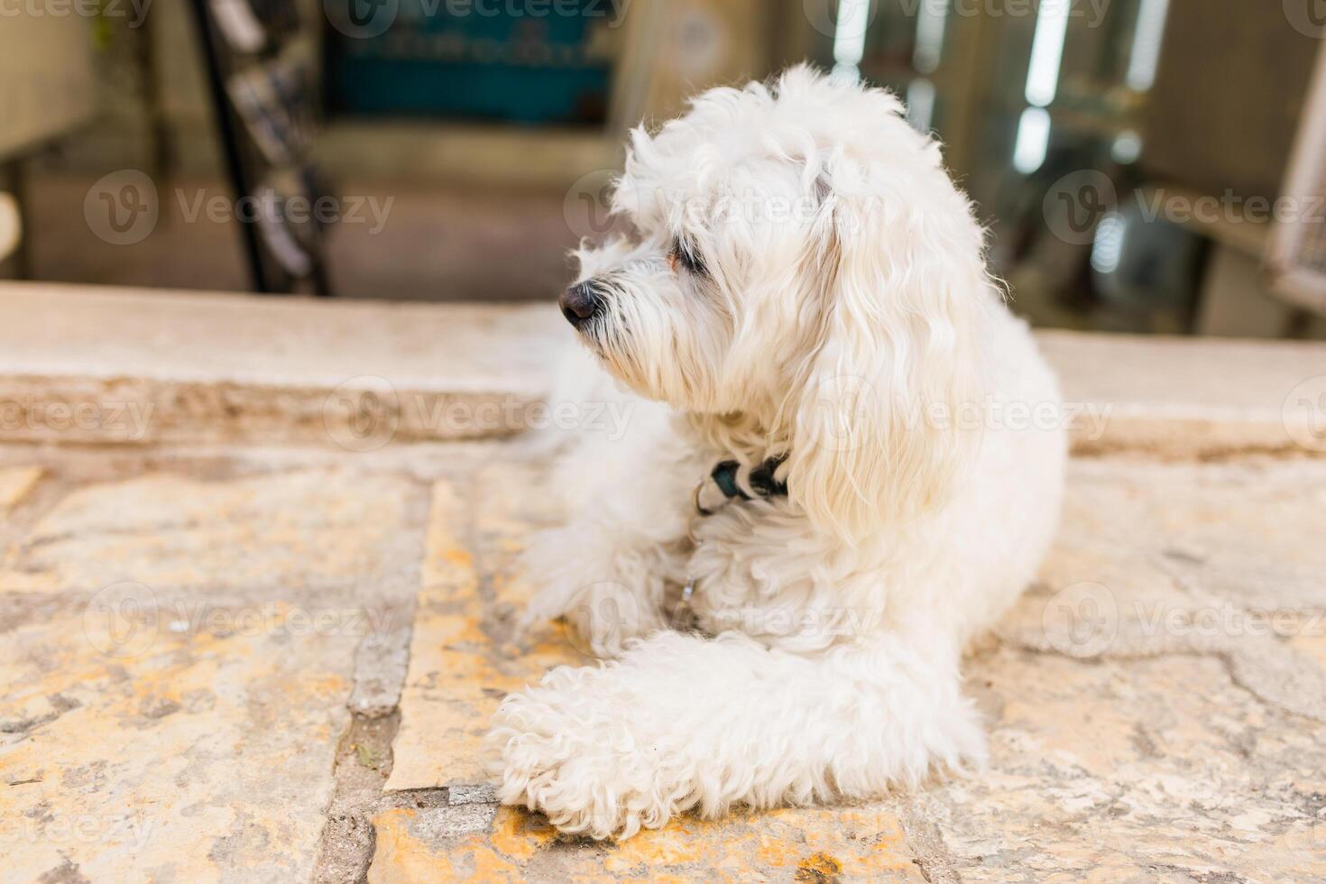 Fluffy white dog resting near shop on warm stone floor. Calm pet moment, cozy urban atmosphere, and friendly local charm. photo