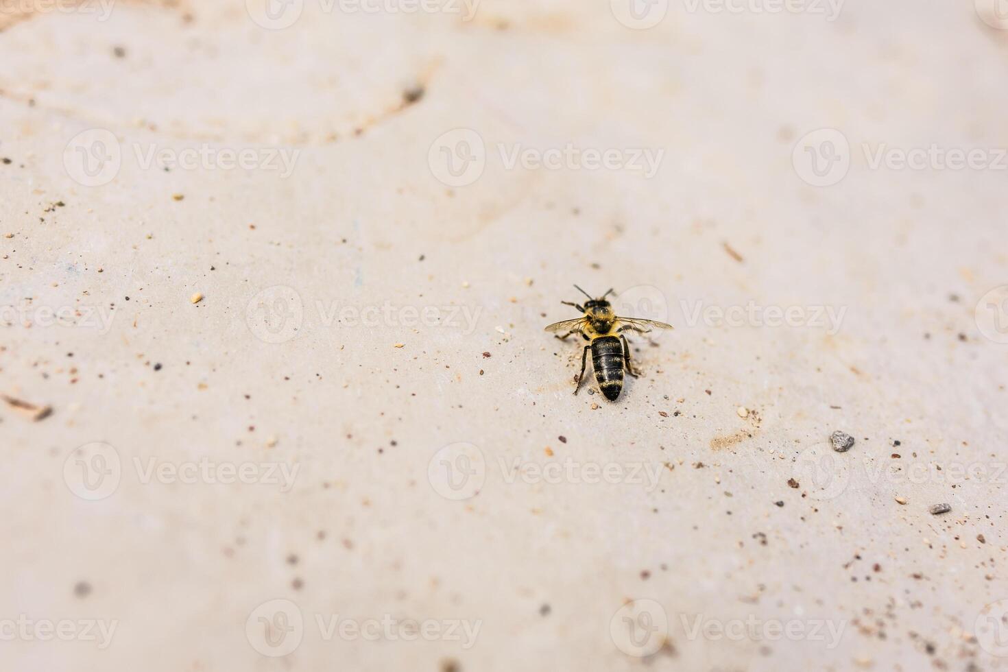 Close-up of bee resting on textured stone surface. Environmental fragility, insect life, and ecological awareness. photo