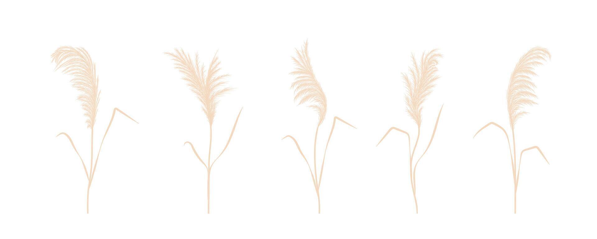 Set of pampas grass. Dry cortaderia in beige colors. Bohemian dried flowers. illustration isolated on white background. Trendy element design for wedding invitations, postcards, home interior vector