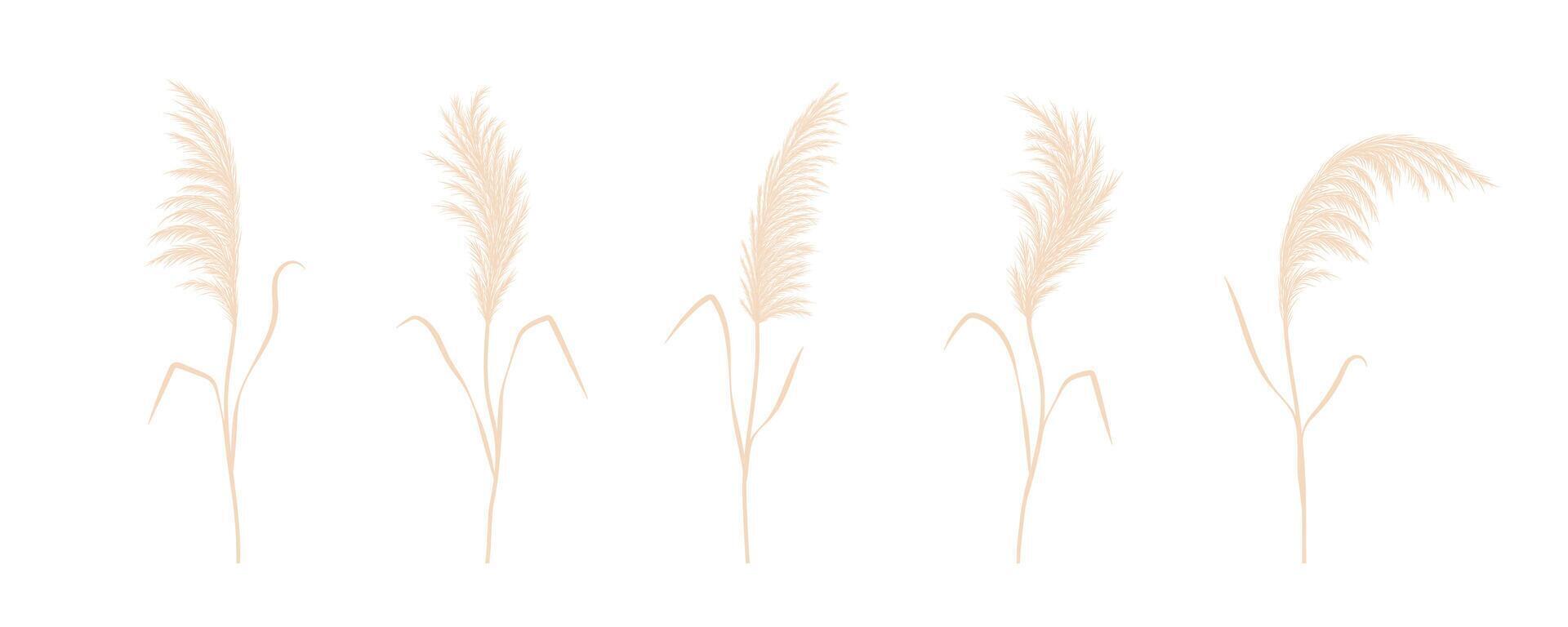 Dry pampas grass collection. Set of cortaderia in boho style. dried flowers isolated on white background. Trendy element design for wedding invitations, postcards vector