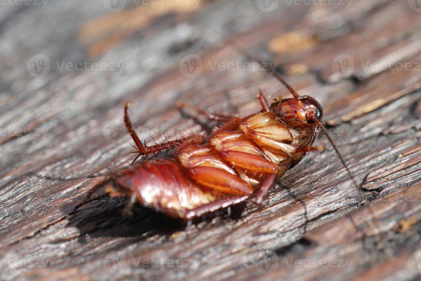 Cockroaches like to live in the house, especially in the kitch photo