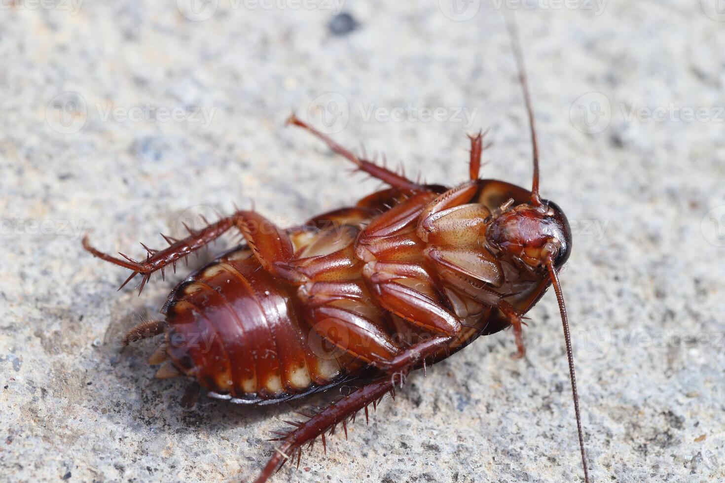 Cockroaches like to live in the house, especially in the kitchen photo