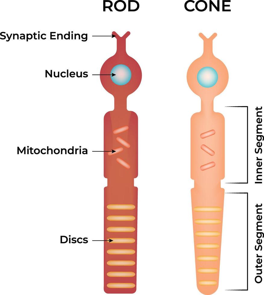 Cone and Rod Cells Structure of Photoreceptors in the Retina vector