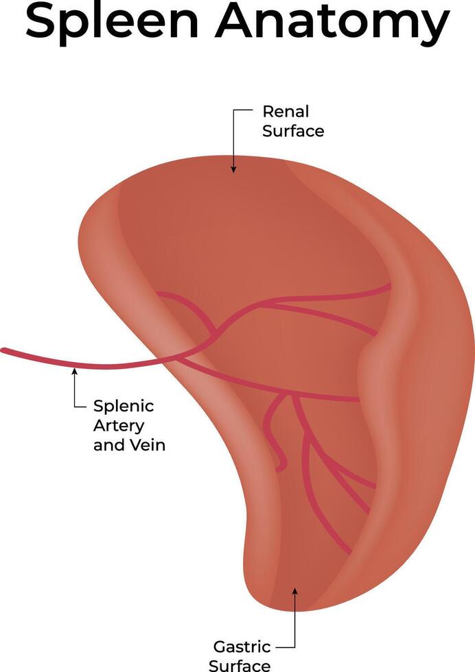 Spleen Anatomy Science Design Illustration vector