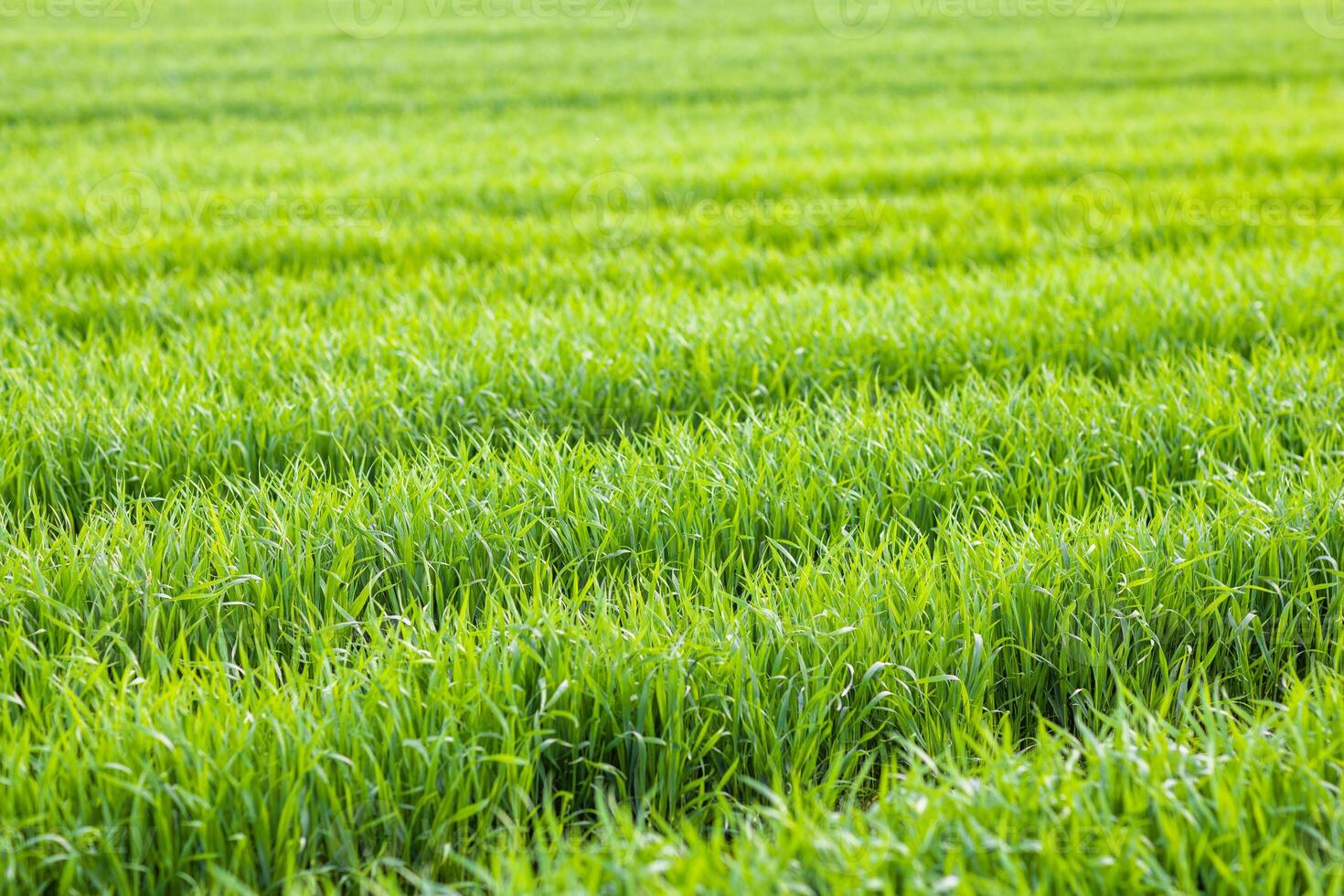 grass on a meadow with paths photo