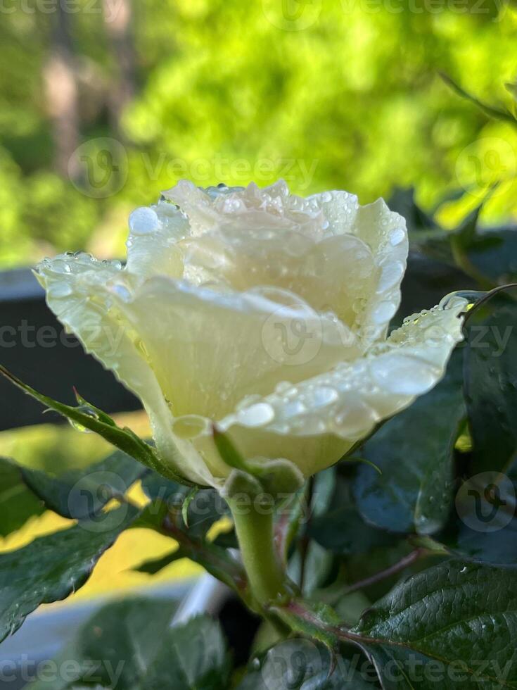 rose, flower, pink, garden, nature, love, white, flowers, red, roses, bouquet, flora, plant, bloom, beauty, wedding, petals, petal, floral, romance, closeup summer valentine leaf photo