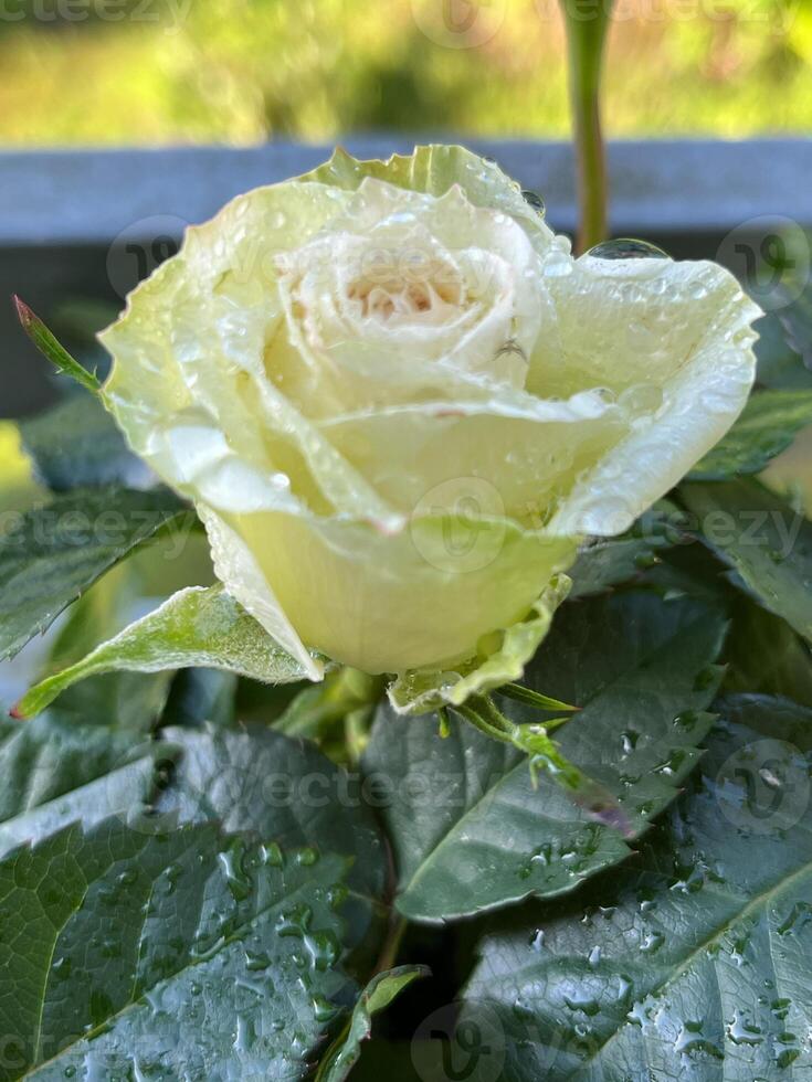 rose, flower, pink, garden, nature, love, white, flowers, red, roses, bouquet, flora, plant, bloom, beauty, wedding, petals, petal, floral, romance, closeup, summer, valentine, leaf romantic photo