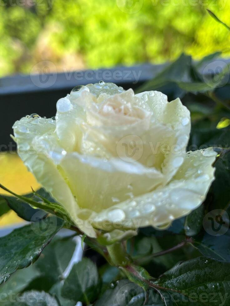 rose, flower, pink, garden, nature, love, white, flowers, red, roses, bouquet, flora, plant, bloom, beauty, wedding, petals, petal, floral, romance, closeup, summer, valentine, leaf, romantic photo