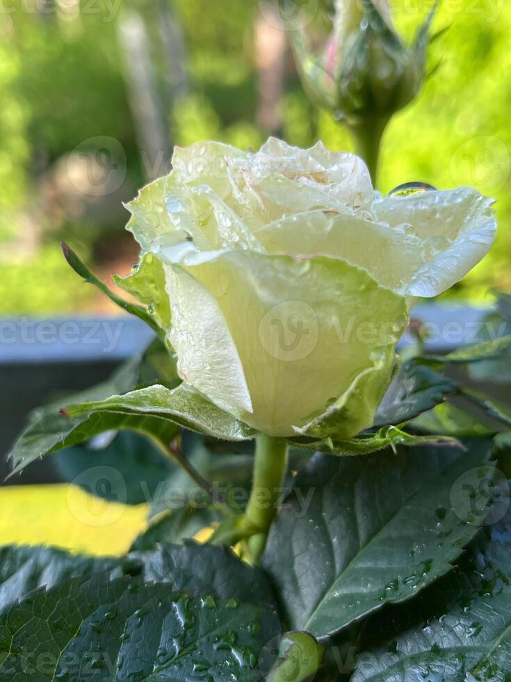 rose, flower, pink, garden, nature, love, white, flowers, red, roses, bouquet, flora, plant, bloom, beauty, wedding, petals, petal, floral, romance, closeup, summer valentine leaf romantic photo