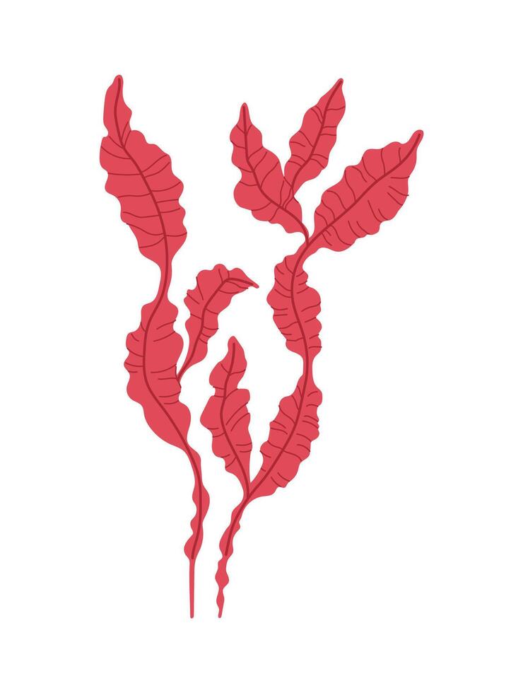Seaweed algae of sea coral reef, underwater kelp vector