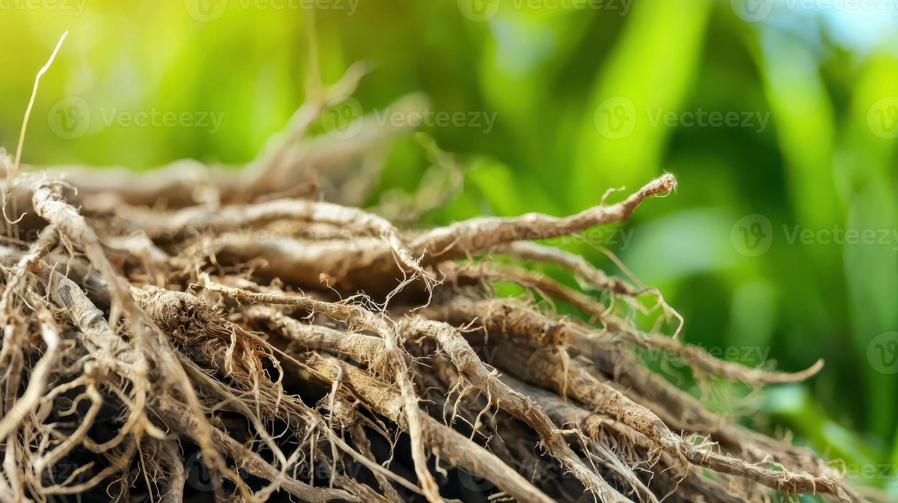 Close-Up Of Tangled Plant Roots With Blurred Green Background. Nature'S Intricate Underground Network photo