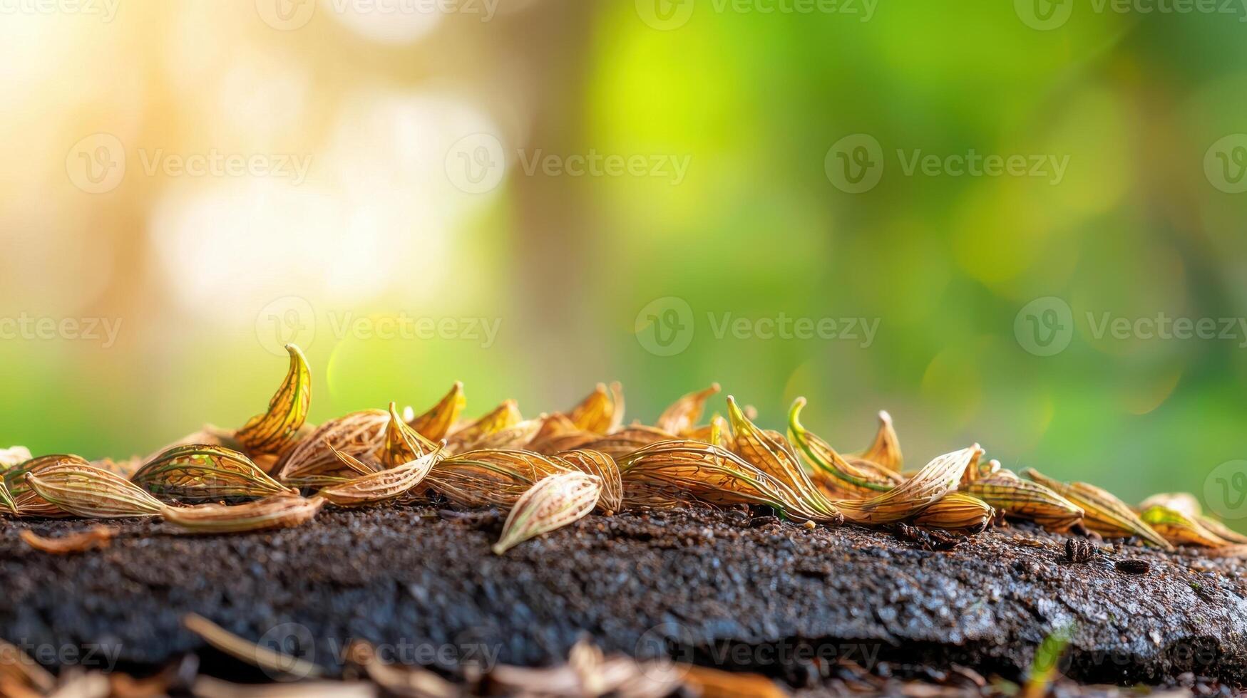 Dried Seed Pods On Forest Floor With Blurred Green Background. Nature'S Cycle Of Growth And Decay photo