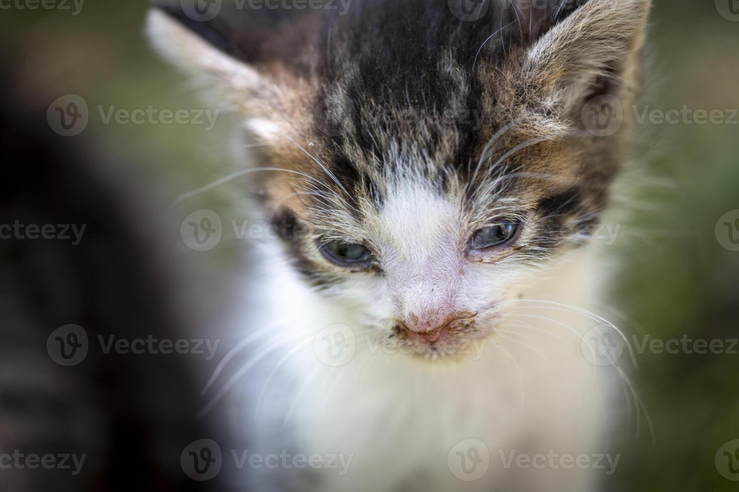 Closeup of kitten with a mix of curiosity and fatigue in its gaze, with runny nose and eye discharge photo