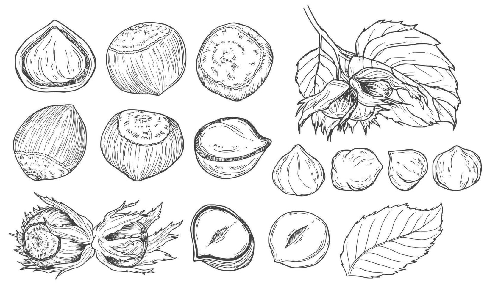 Hand drawn nuts set. Hazelnuts sketch. Peeled kernels and in shell. Engraving style illustration vector