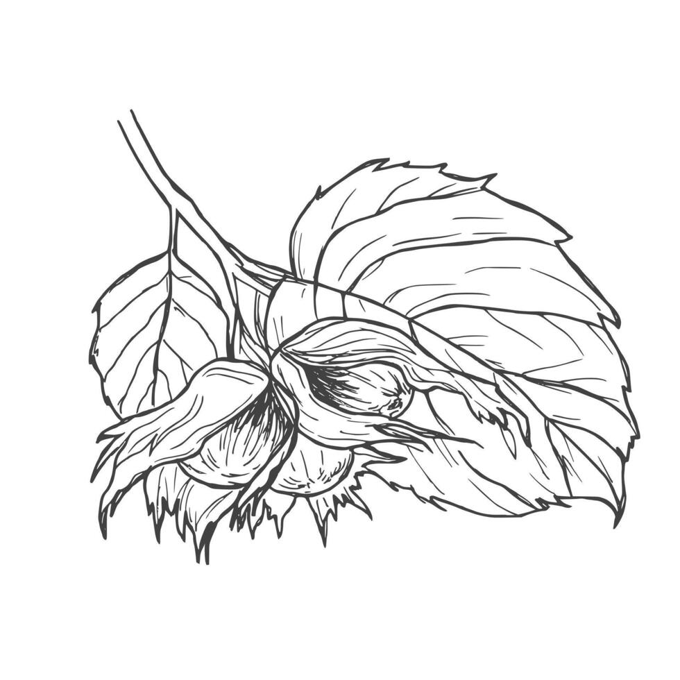 Hazelnut branch with leaves and fruits. black and white illustration hand drawn with ink. Graphic element for label and logo vector