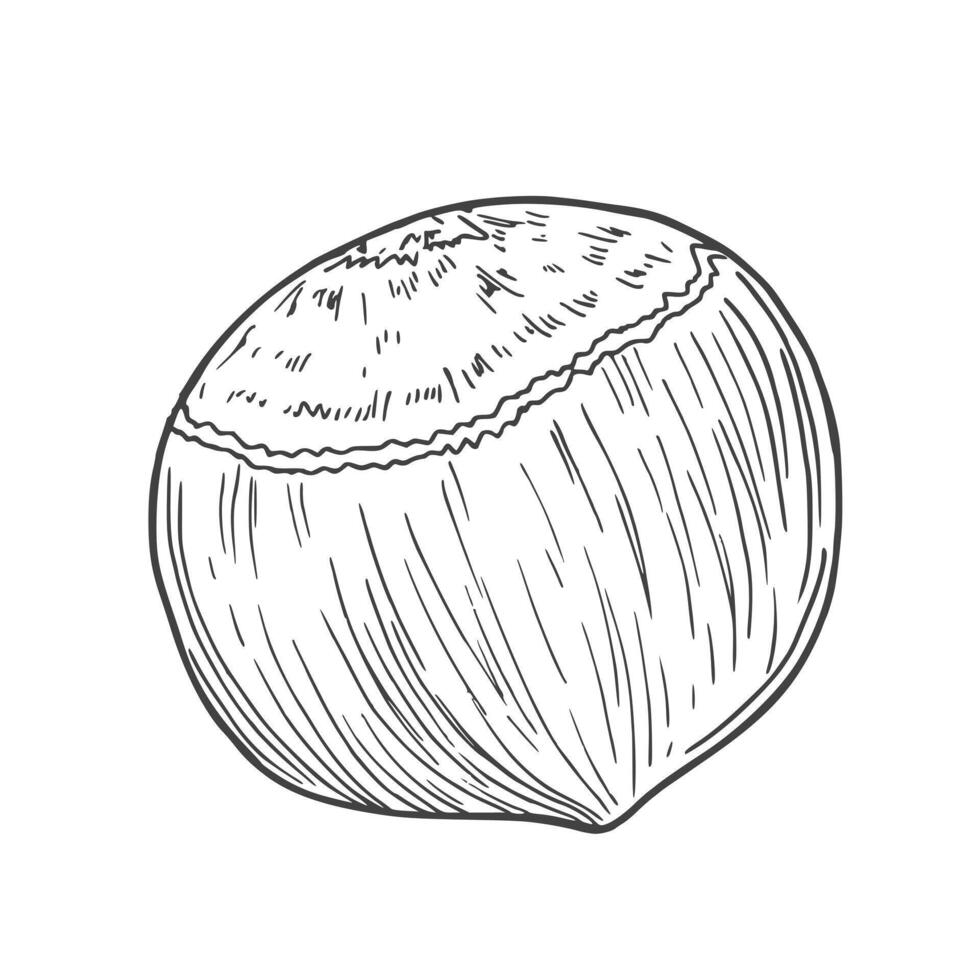 Hand drawn Hazelnut Sketch Illustration icon in vector