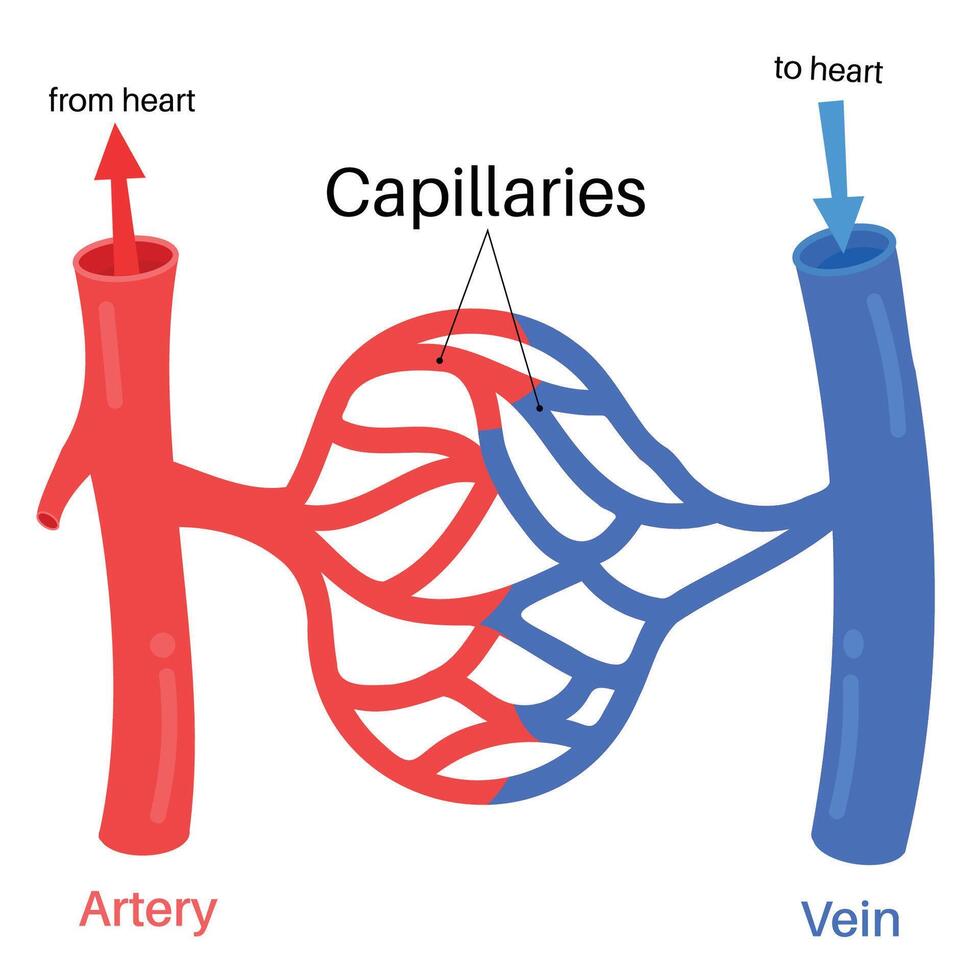 Capillaries Function And Anatomy in Human body vector