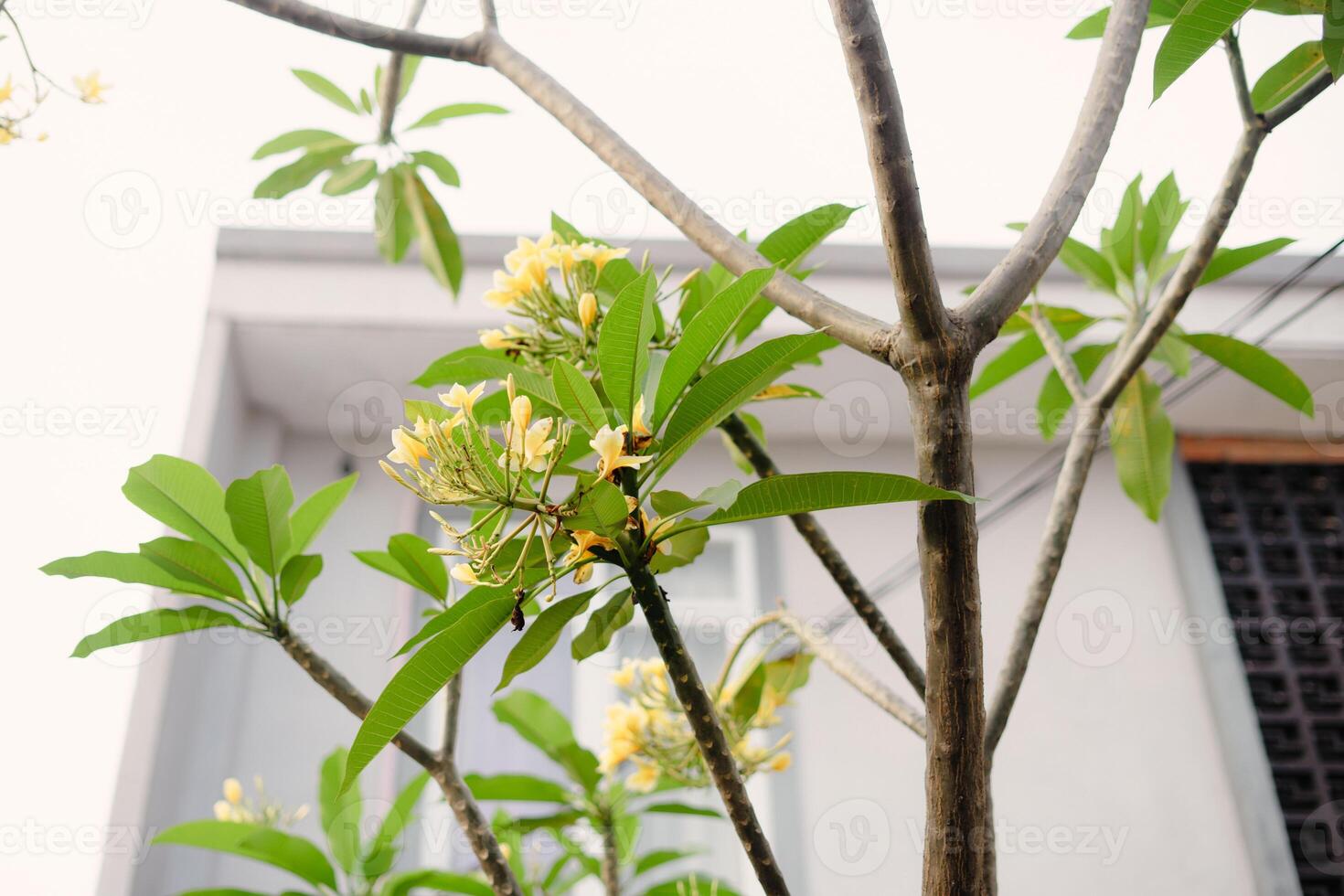 Botanical composition featuring vibrant yellow flowers, leafy foliage and architectural backdrop photo