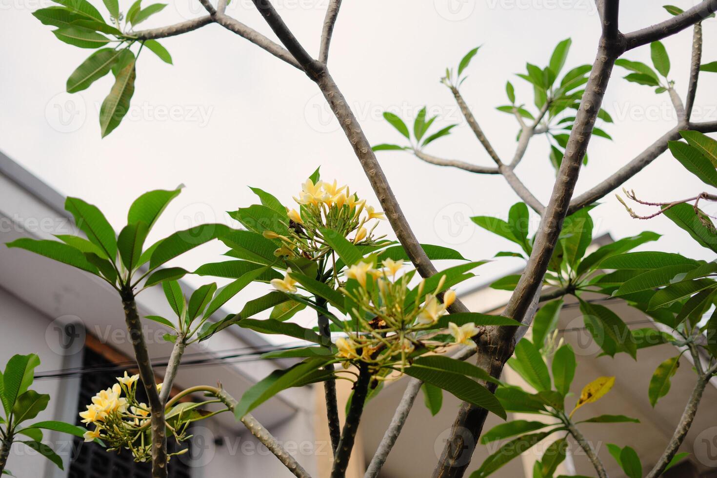 Branch of a plant with yellow flowers and green leaves against a building facade and sky photo