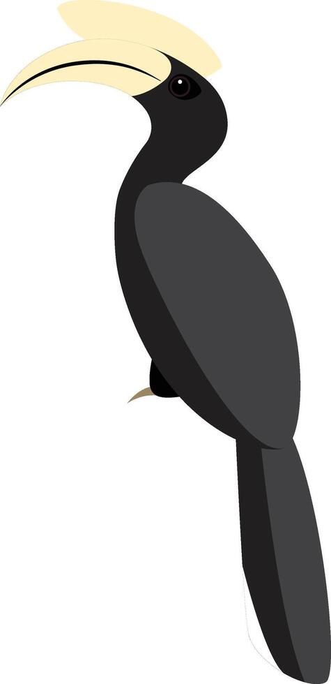 Black Hornbill, Anthracoceros malayanus vector