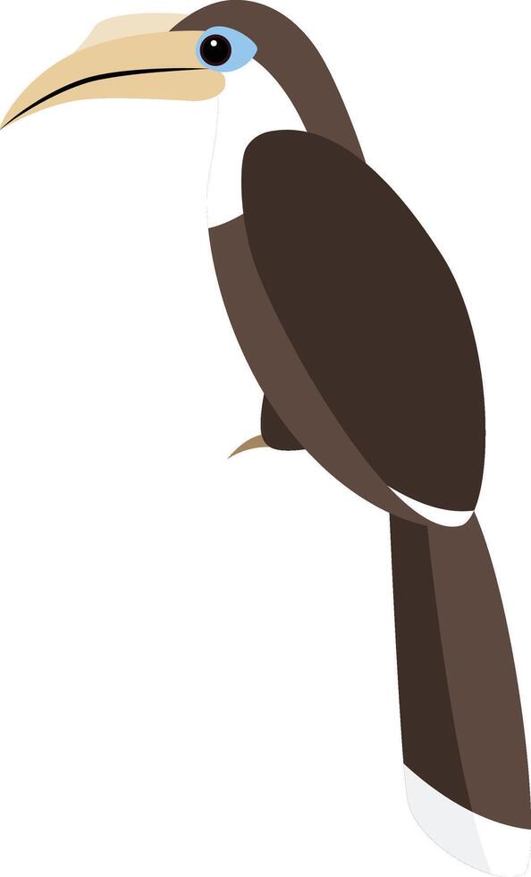 White-throated Brown Hornbill, Anorrhinus austeni vector
