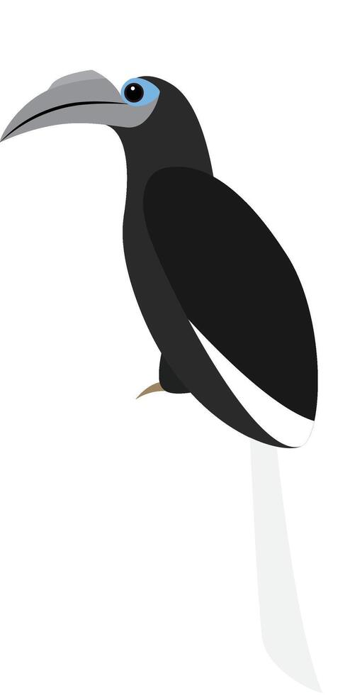 White-crowned Hornbill, Berennicornis comatus vector