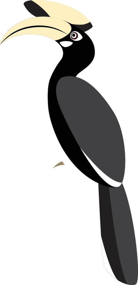 Oriental pied Hornbill, Anthracoceros albirostris vector