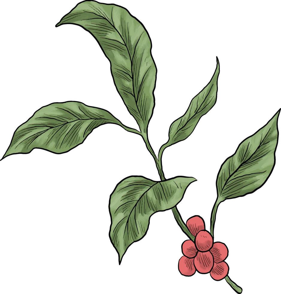 painting of coffee branch vector
