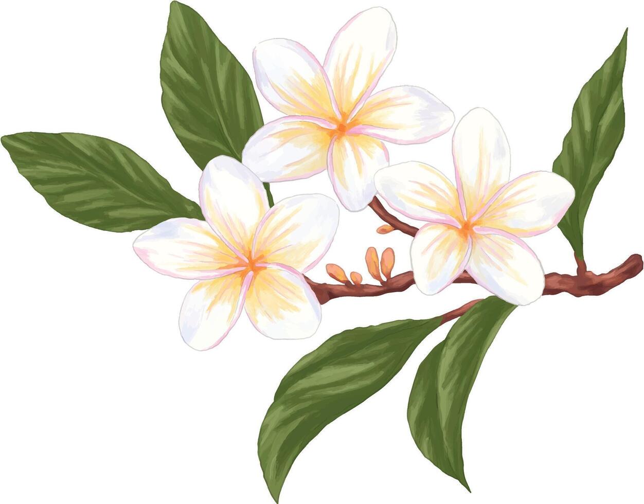 painting of frangipani plumeria flower vector