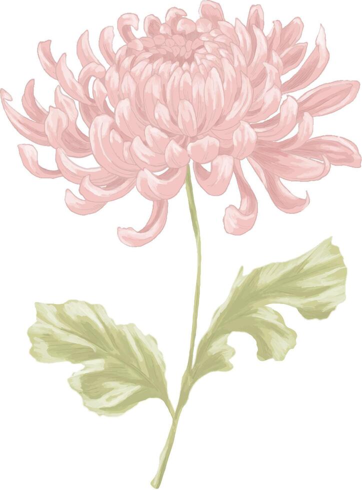 Digital painting of chrysanthemum flower vector