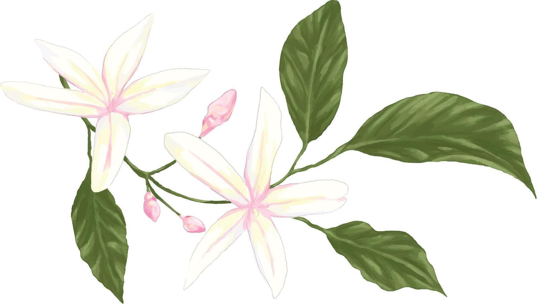 painting of jasmine flowers vector