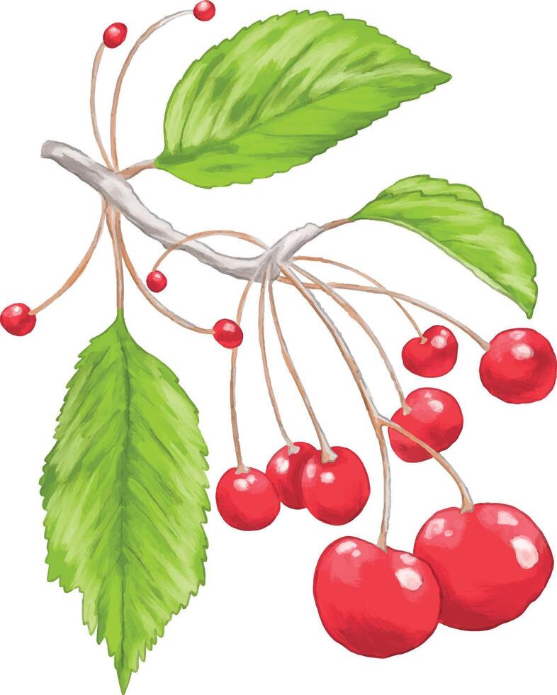 Digital painting of red cherries with stems vector