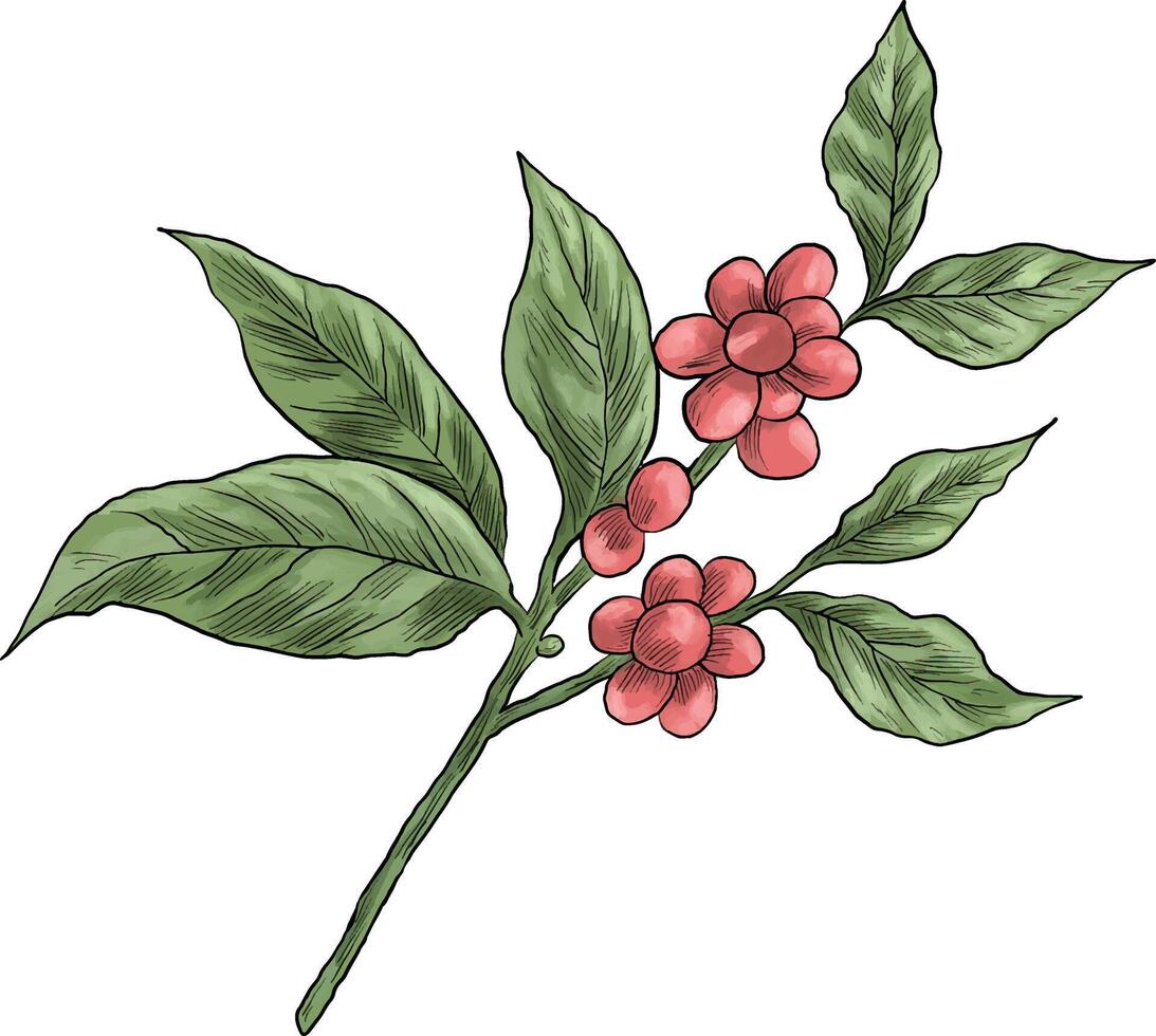 Digital painting of coffee plant branch vector