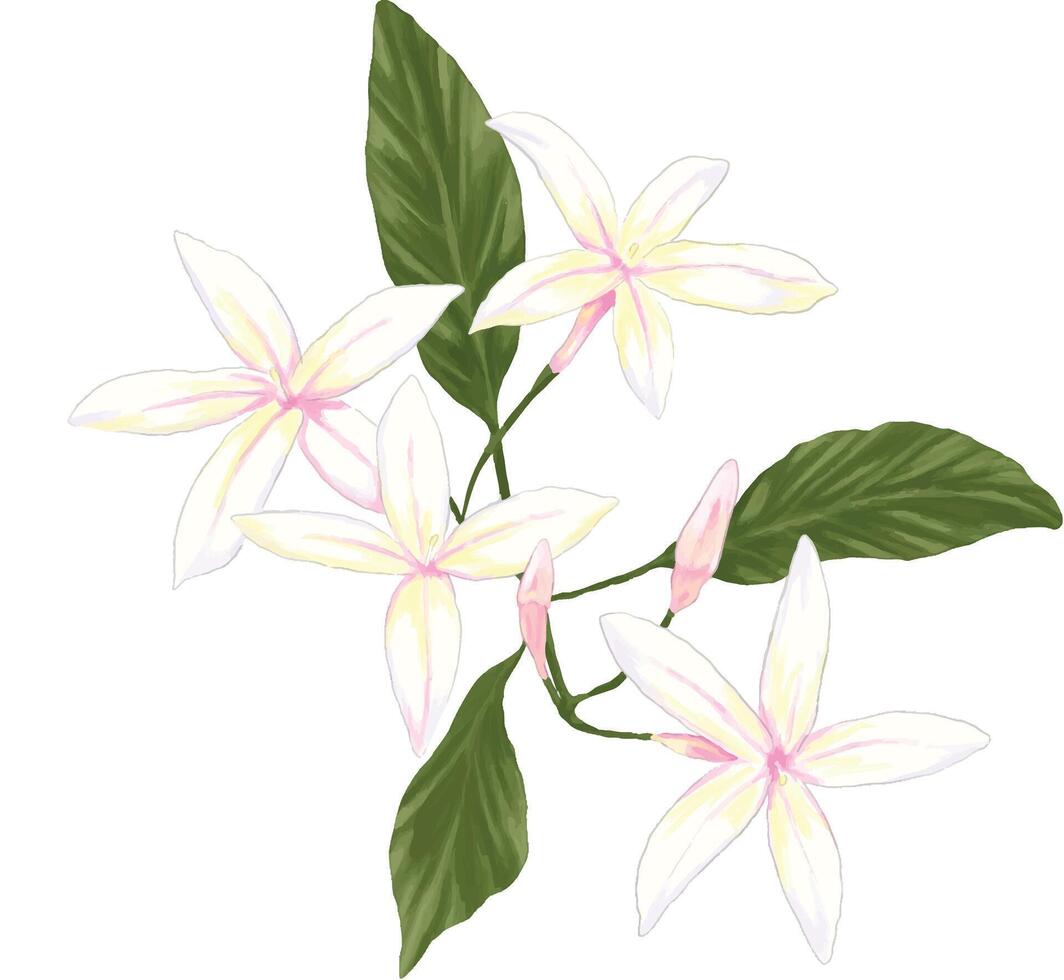 painting of jasmine flowers botanical vector
