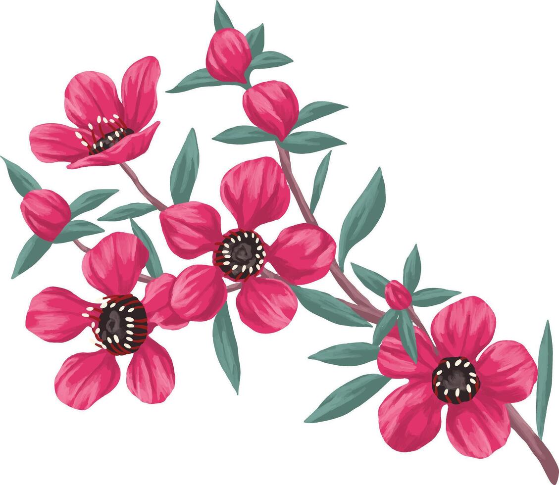 painting of manuka and kanuka flowers vector
