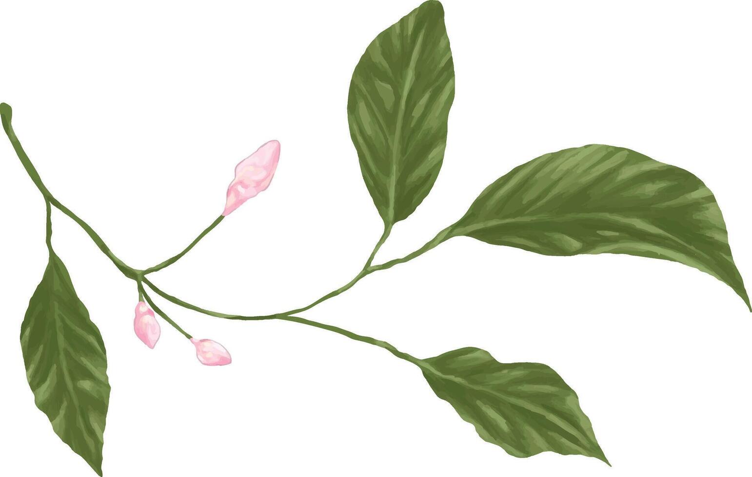 painting of jasmine melati leaves vector