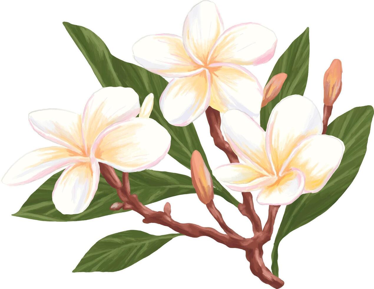 Digital painting of plumeria flower vector