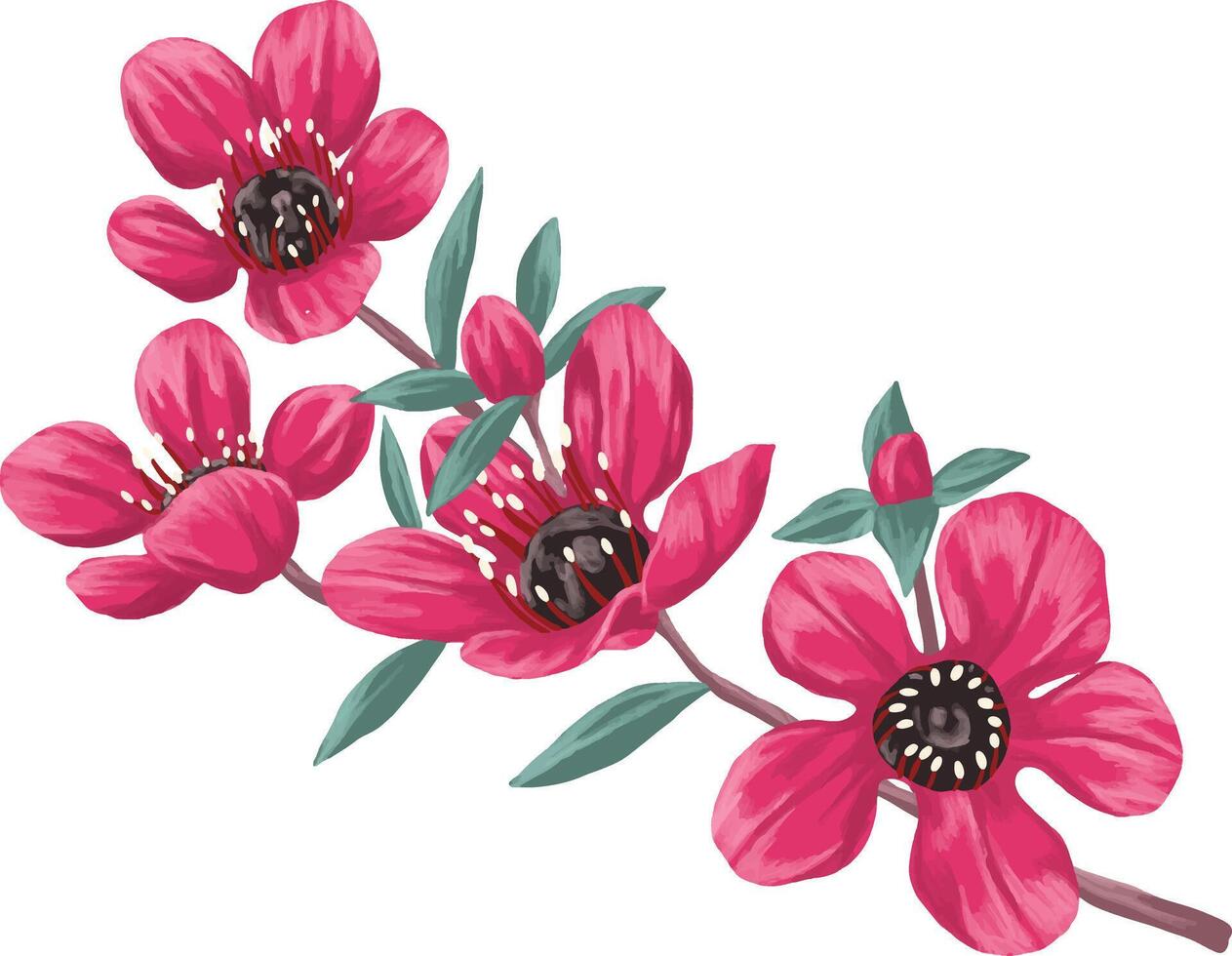 Digital painting of red manuka and kanuka flowers vector