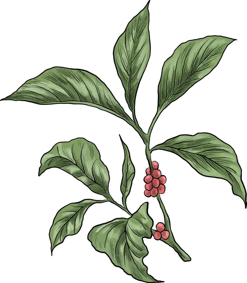 coloring of coffee plant branch vector
