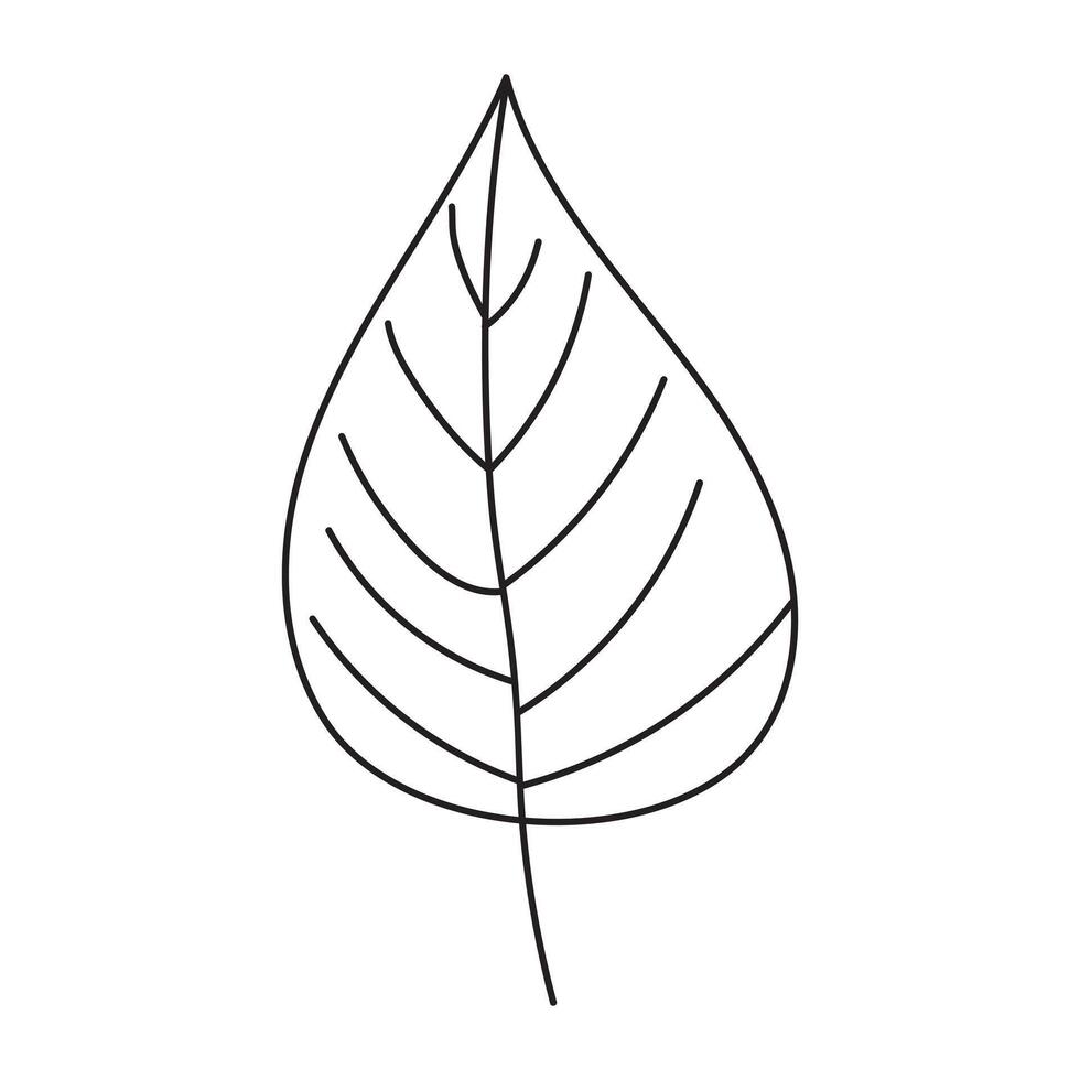 Outline tree leaf on isolated background. Plant element in doodle style. vector