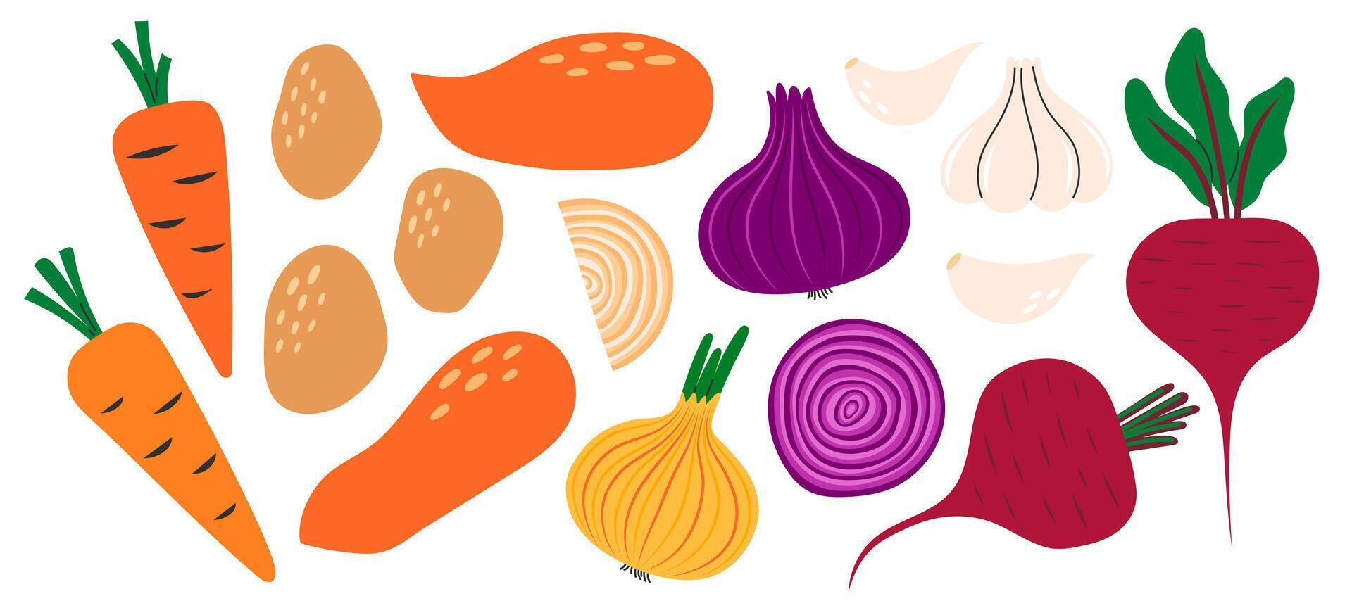 Collection of vegetables carrot, potato, sweet potato, beetroot, onion, garlic. Healthy vegetarian food. Hand drawn flat illustration isolated on white background vector