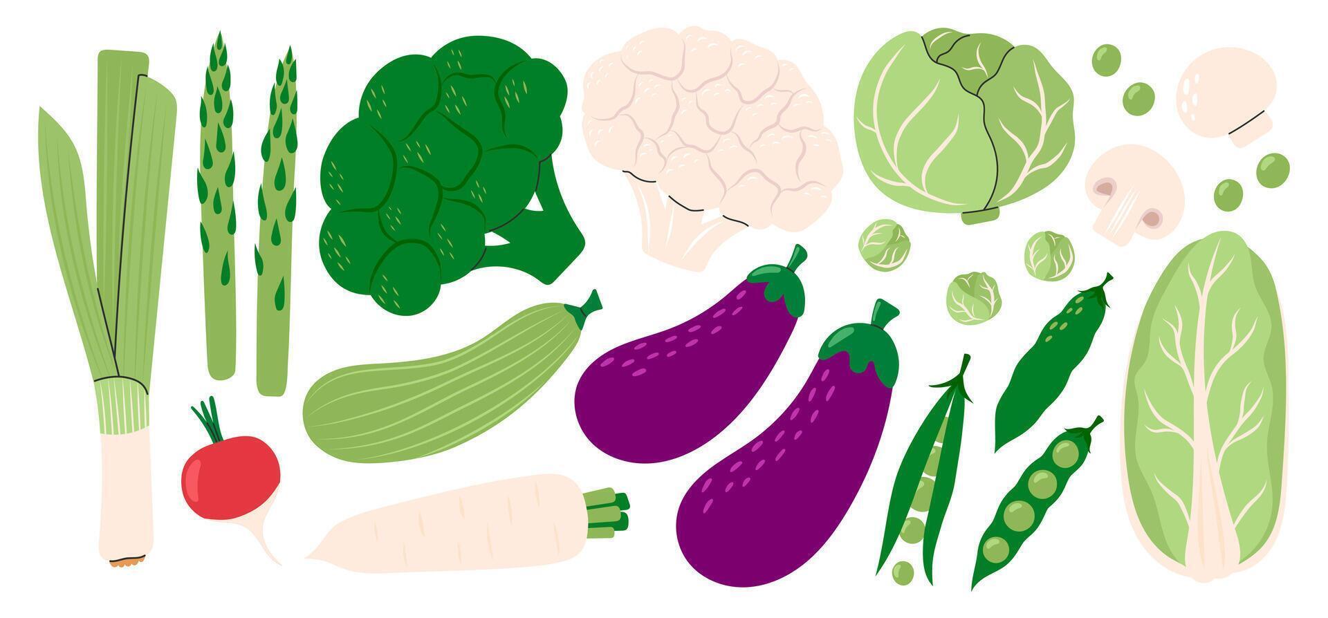 Collection of vegetables cabbage, cauliflower, broccoli, Chinese cabbage, spring onion, radish, eggplant, zucchini, peas, asparagus. Healthy vegetarian food. Hand drawn flat illustration vector