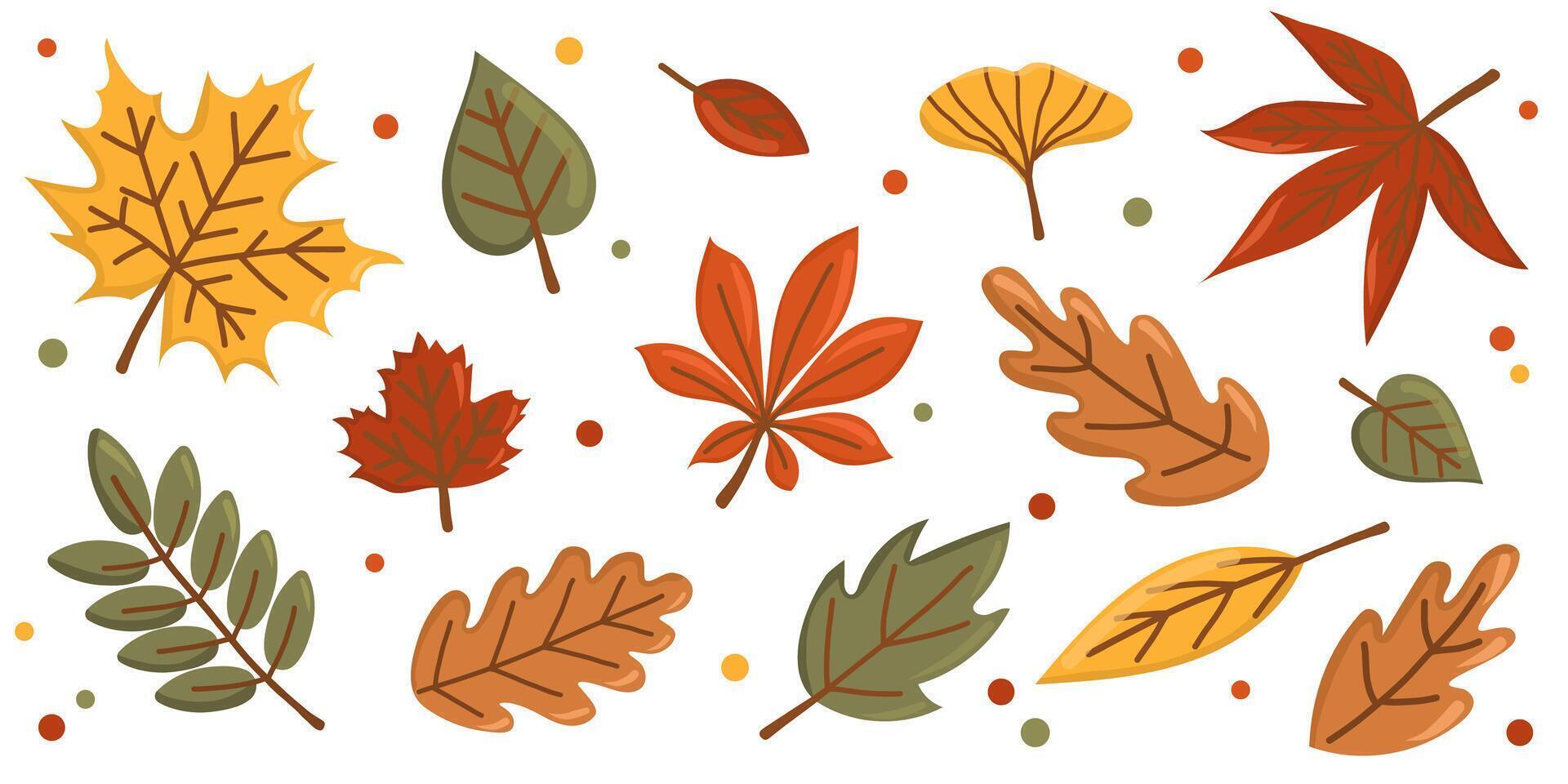 Set of colorful autumn leaves. Flat illustration with maple, oak, birch, chestnut leaves. Seasonal autumn design elements isolated on white background. Horizontal botanical banner. vector